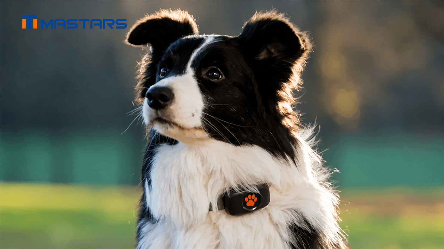 Lightweight pet tracker for everyday adventures with your pet. Lightweight pet tracker for everyday adventures with your pet.