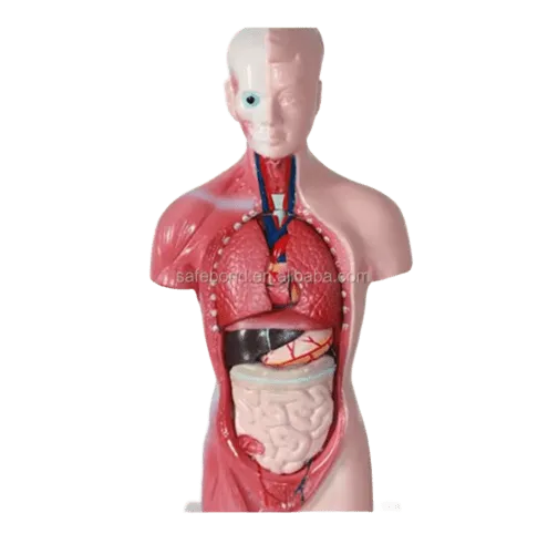 human organ model LSR injection molding